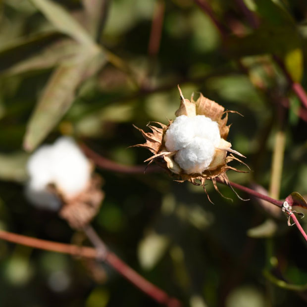 Le Coton
